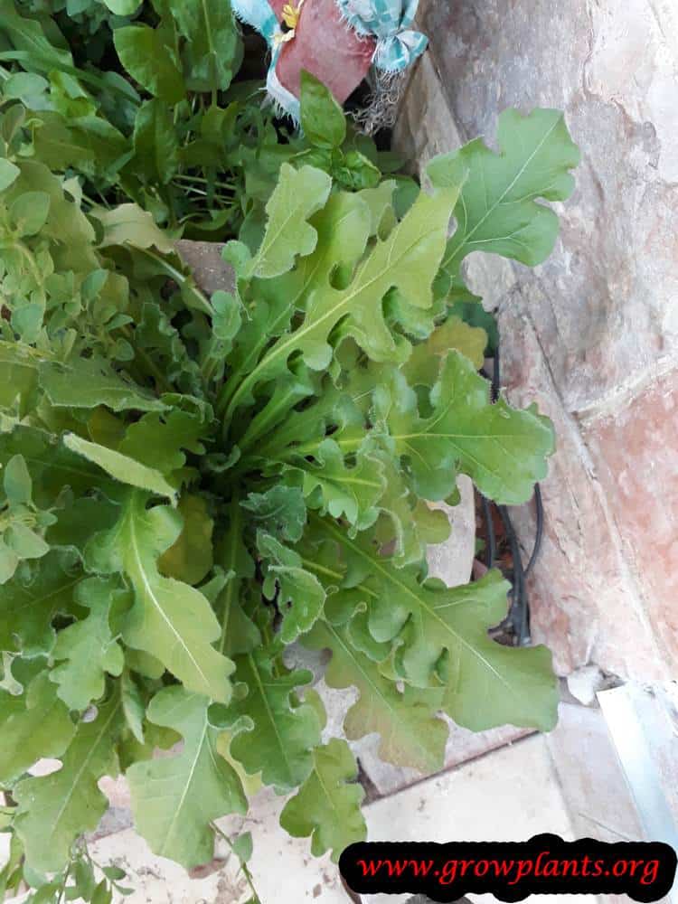 Eruca sativa