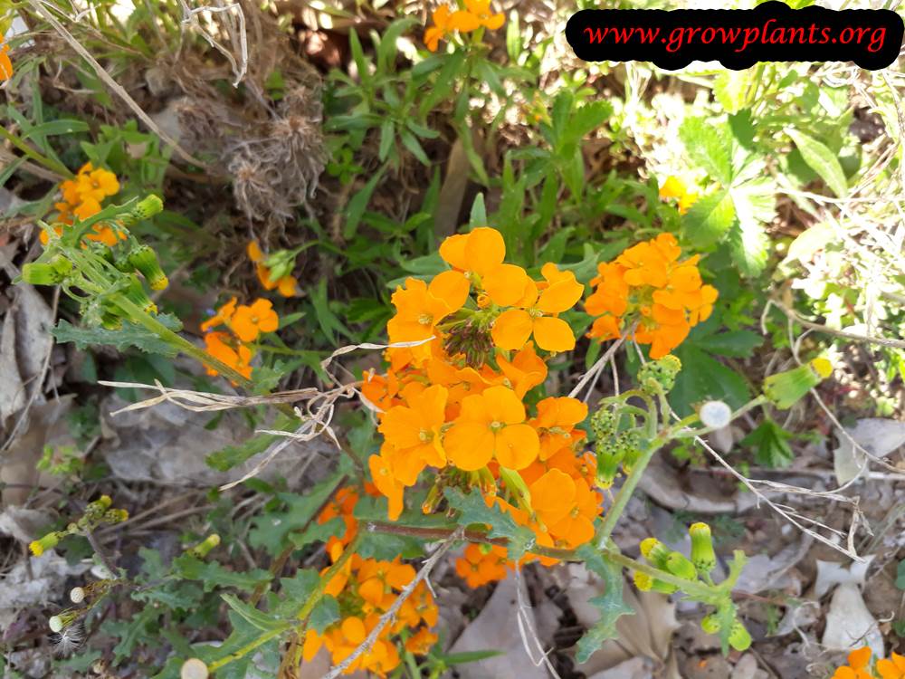 Erysimum perofskianum