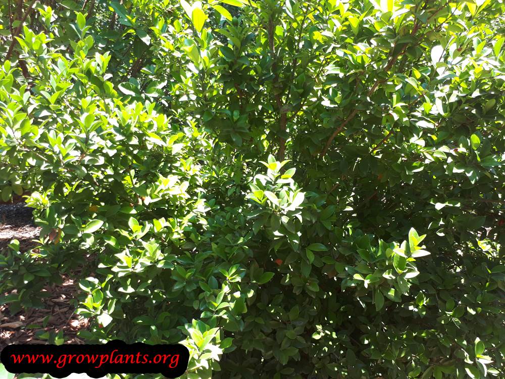 Eugenia reinwardtiana tree