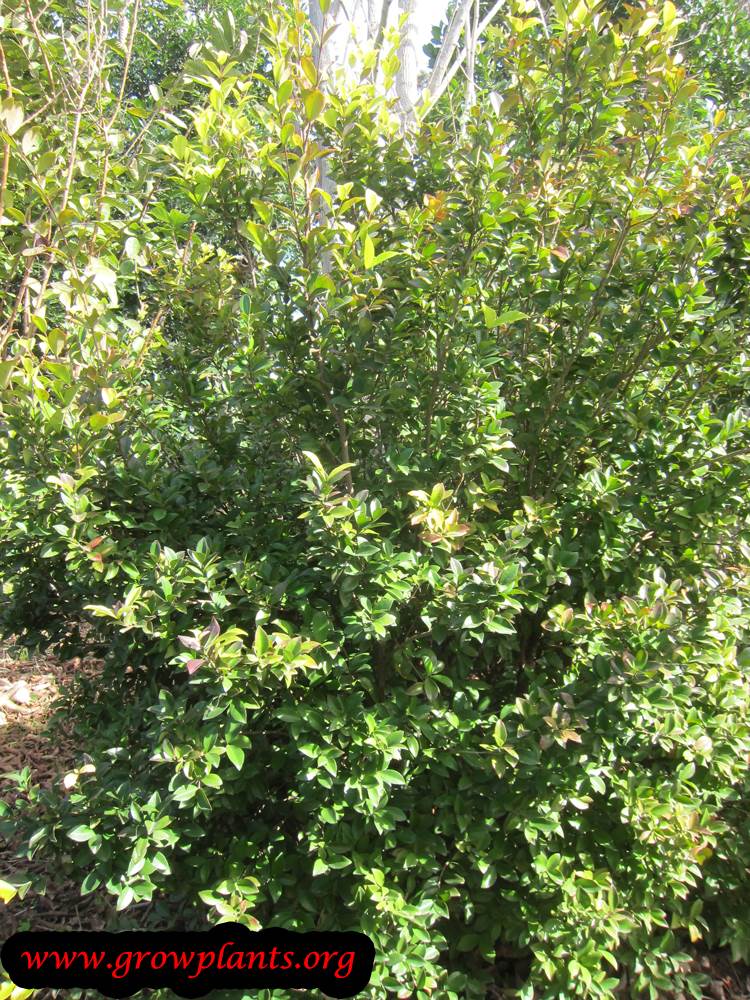 Growing Eugenia reinwardtiana