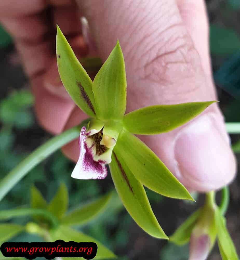 Eulophia euglossa