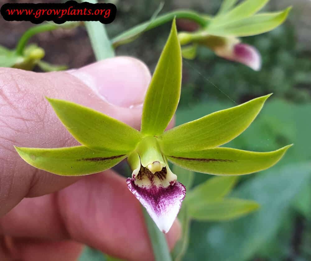Eulophia euglossa blooming information