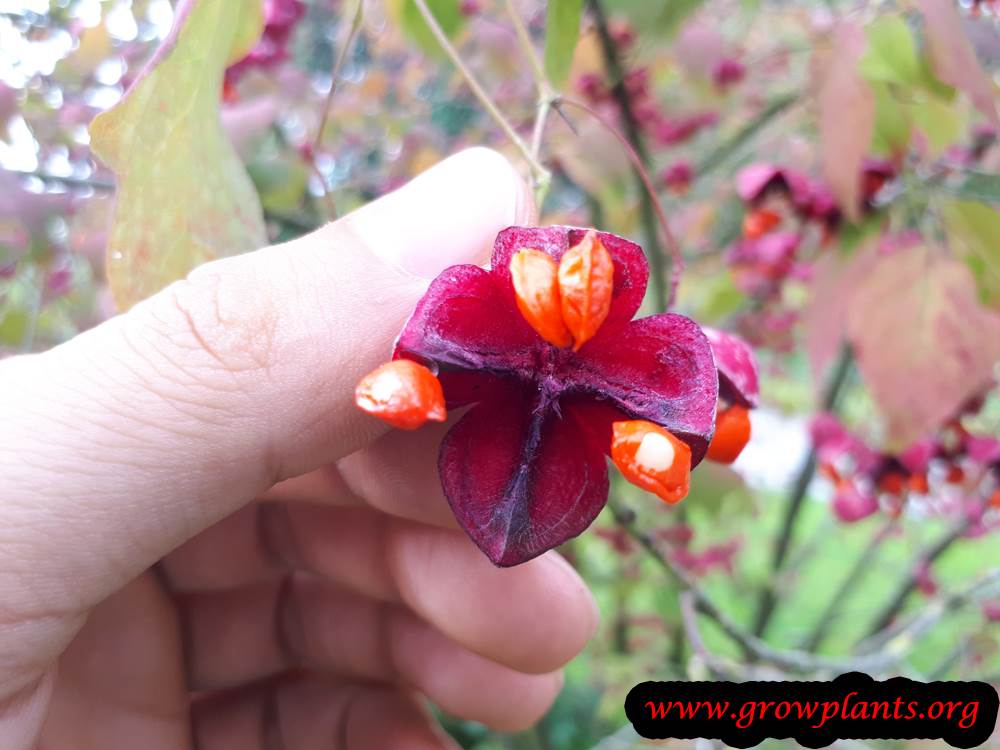 Euonymus planipes