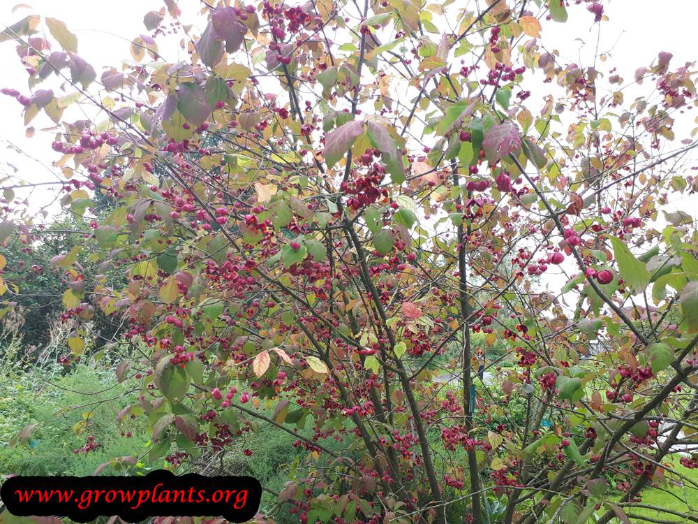 Euonymus planipes plant care