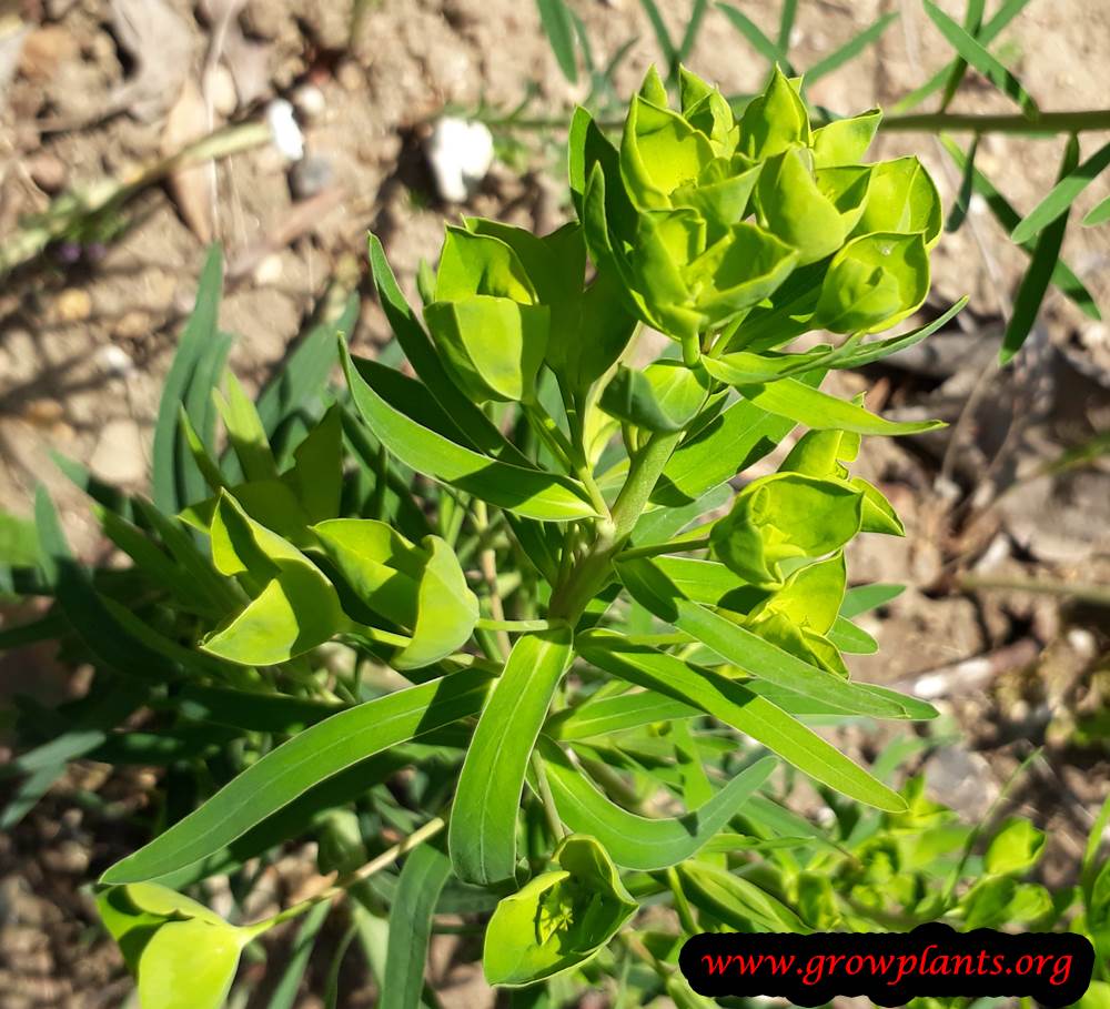 Euphorbia esula
