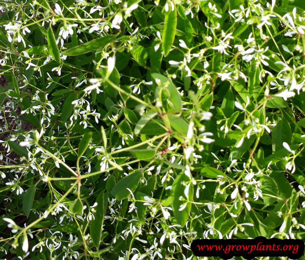 Euphorbia graminea