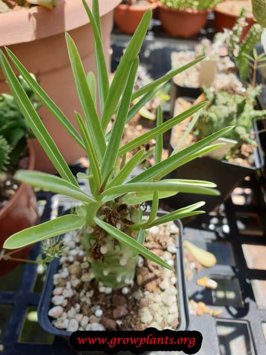 Euphorbia monteiroi
