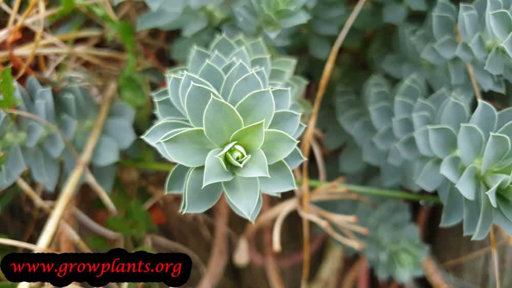 Euphorbia myrsinites grow & care