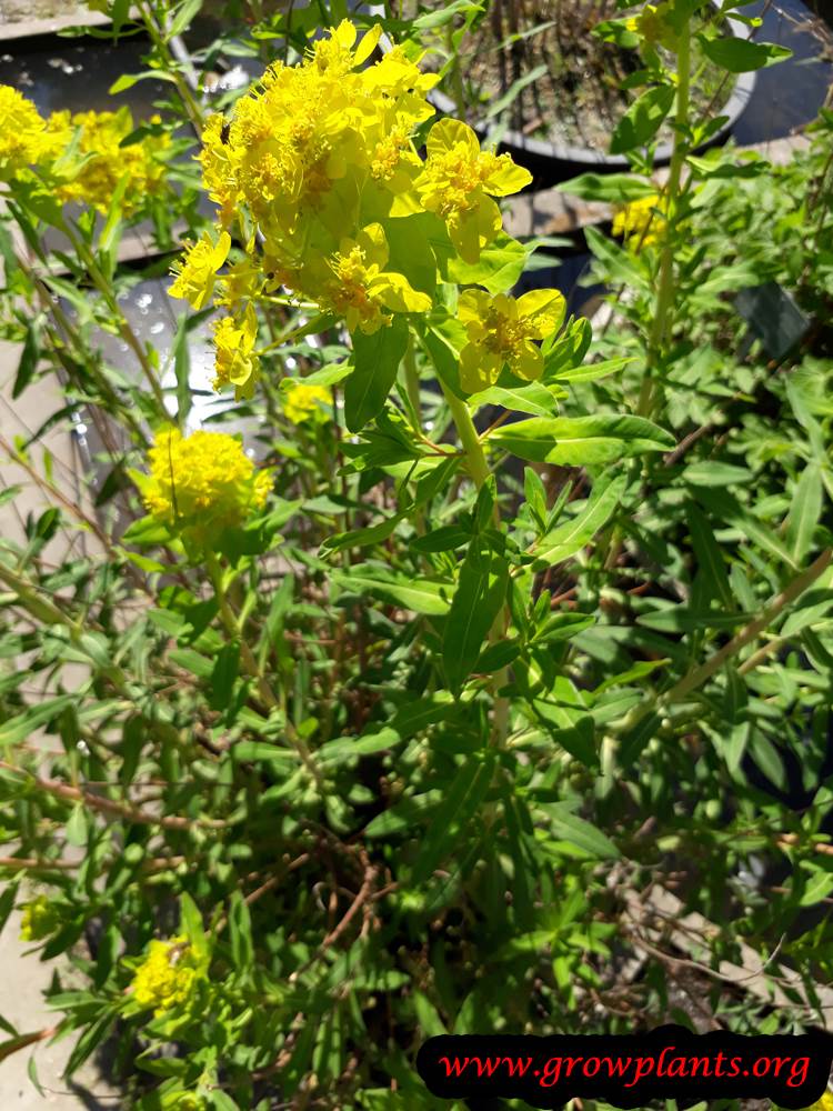 Euphorbia palustris