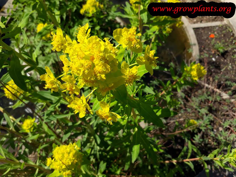 Euphorbia palustris flower