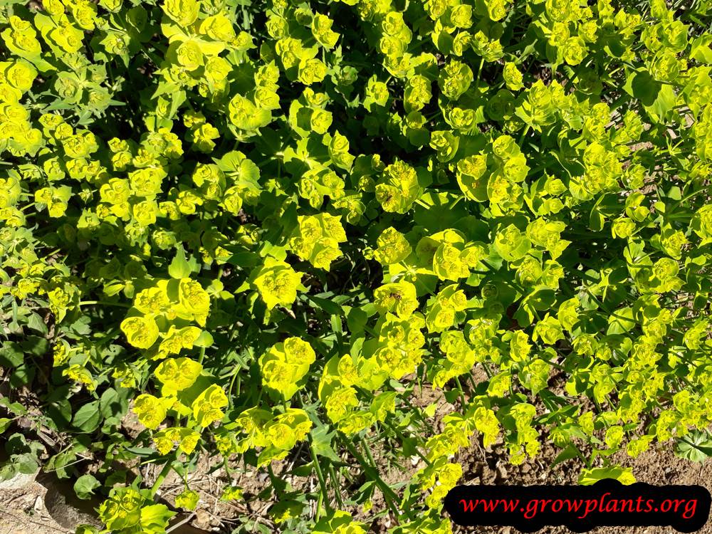 Euphorbia serrata
