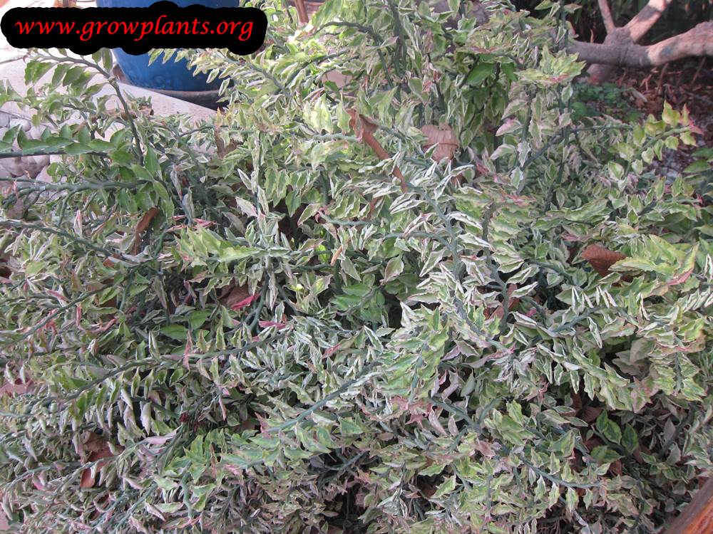 Euphorbia tithymaloides