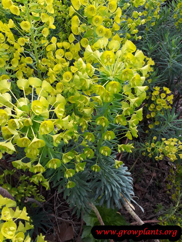 Euphorbia wulfenii