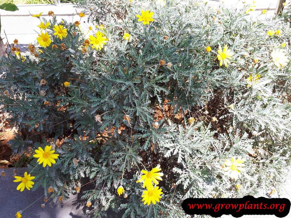 Euryops pectinatus
