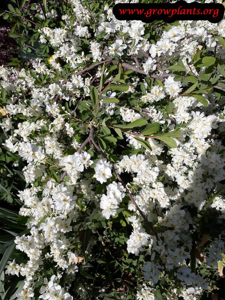 Exochorda macrantha