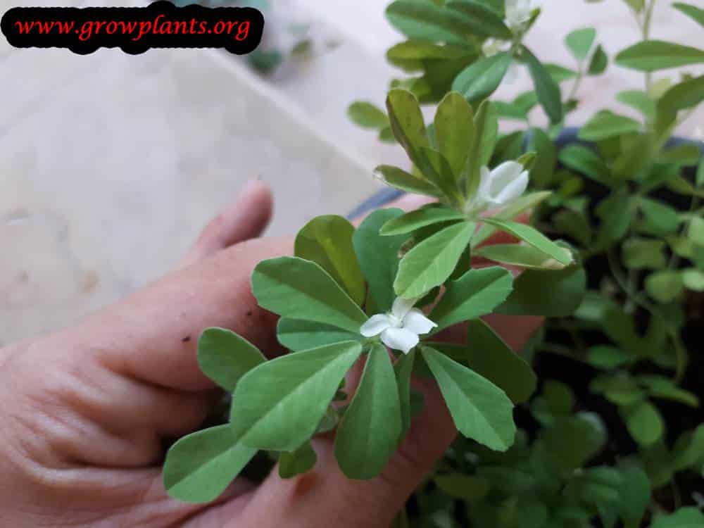 Fenugreek plant