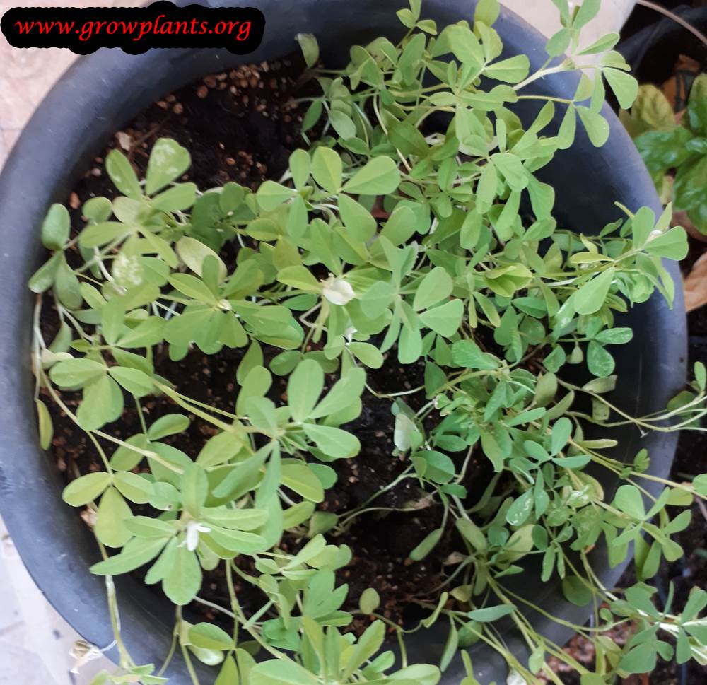 Fenugreek plant care