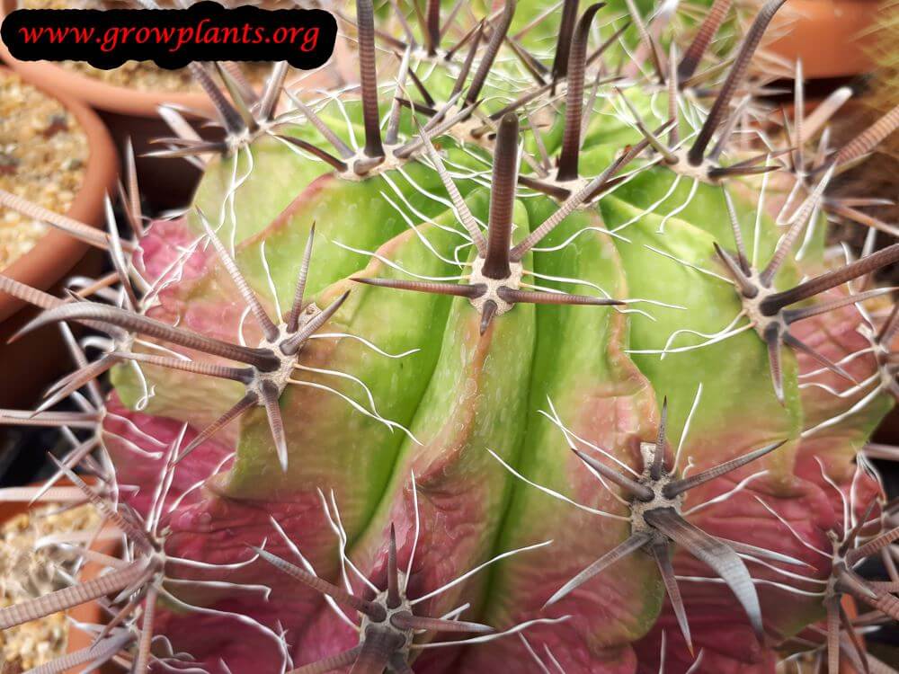 Ferocactus horridus