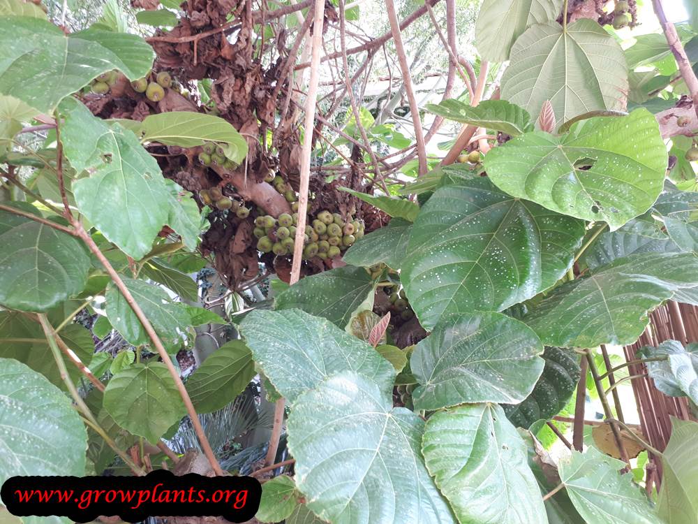 Ficus auriculata fruit season