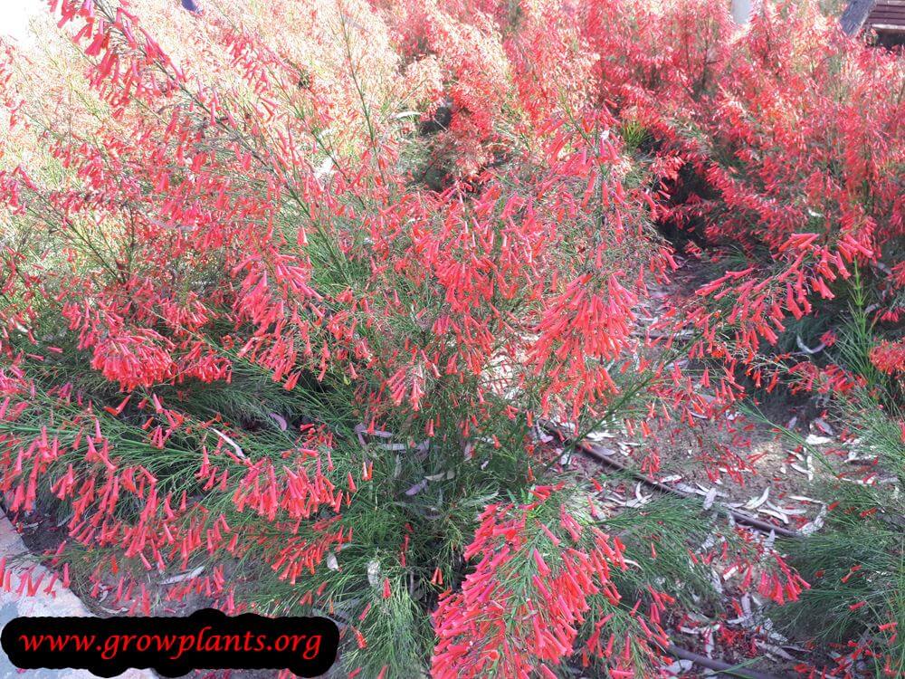 Firecracker plant How to grow & care