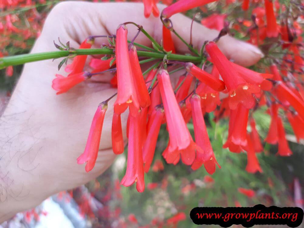 Firecracker plant How to grow & care