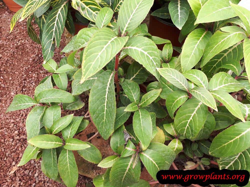 Fittonia verschaffeltii