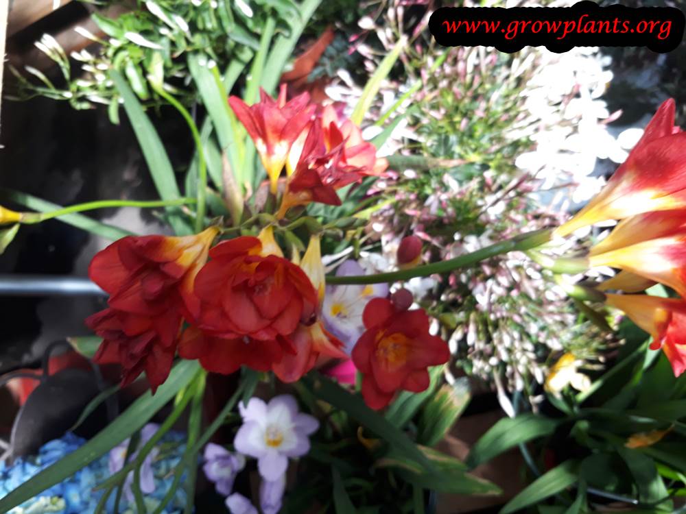 Freesia How to grow & care