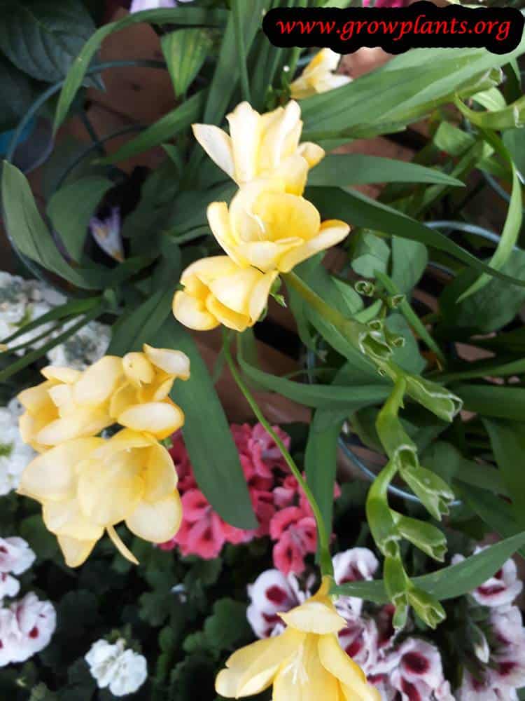 Freesia plant care