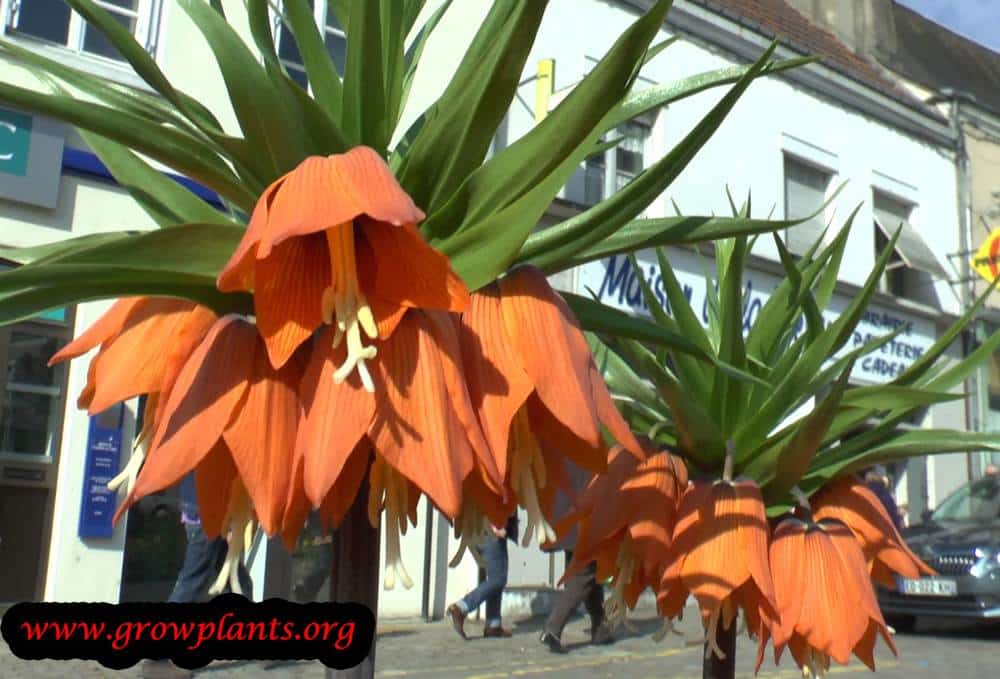 Fritillaria imperialis