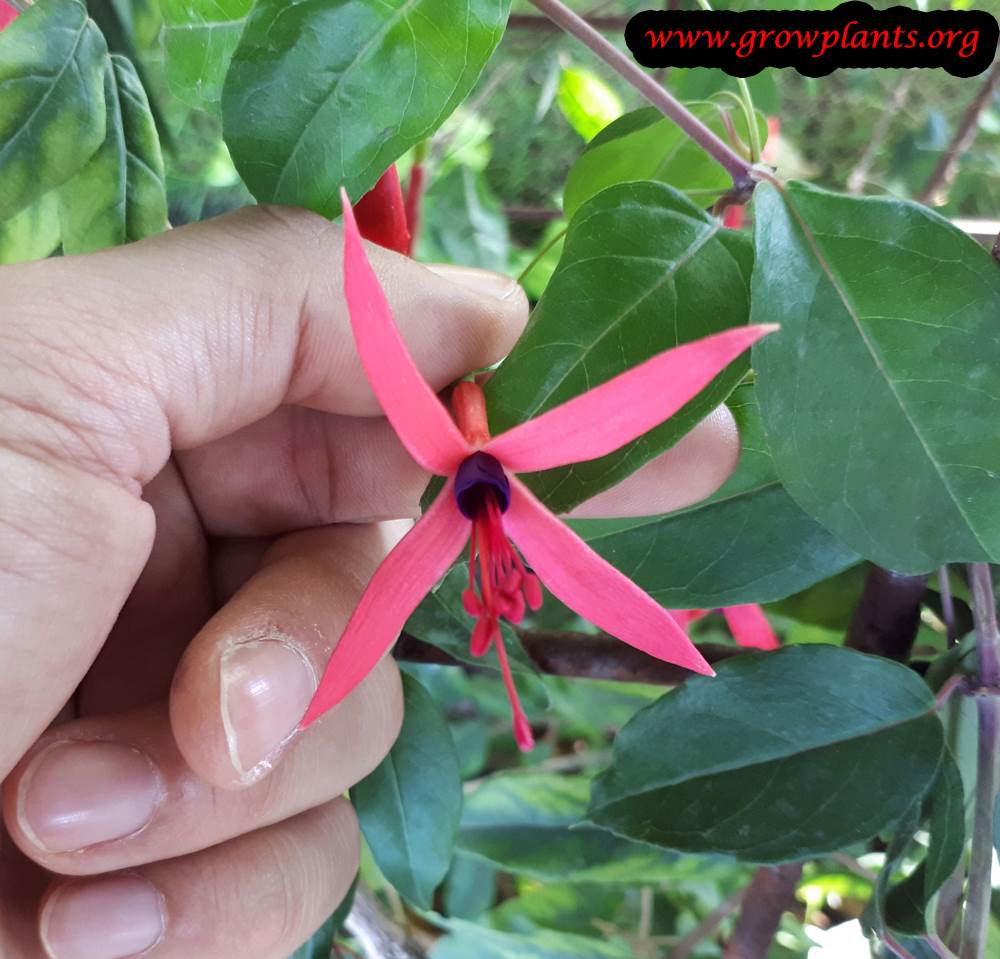 Fuchsia glazioviana