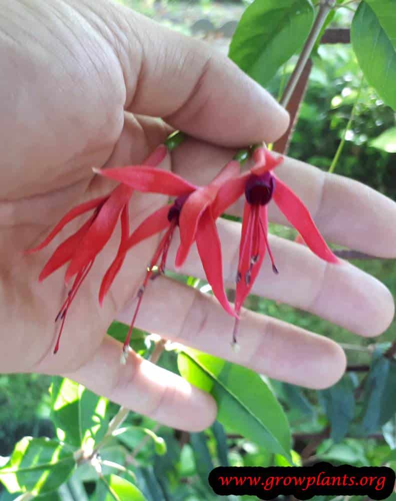 Fuchsia glazioviana flowers