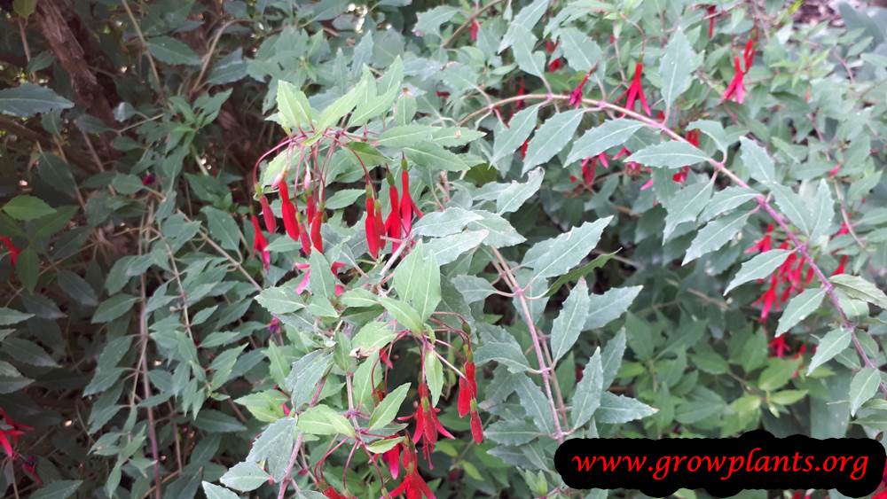 Fuchsia magellanica