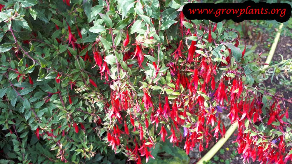 Fuchsia magellanica plant