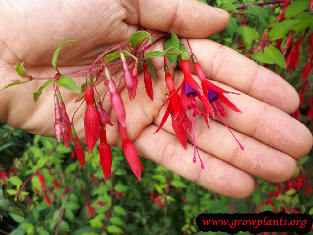 Fuchsia magellanica grow and care