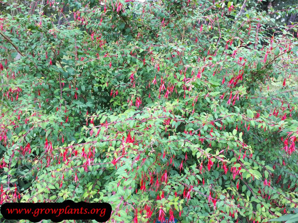 Fuchsia magellanica care