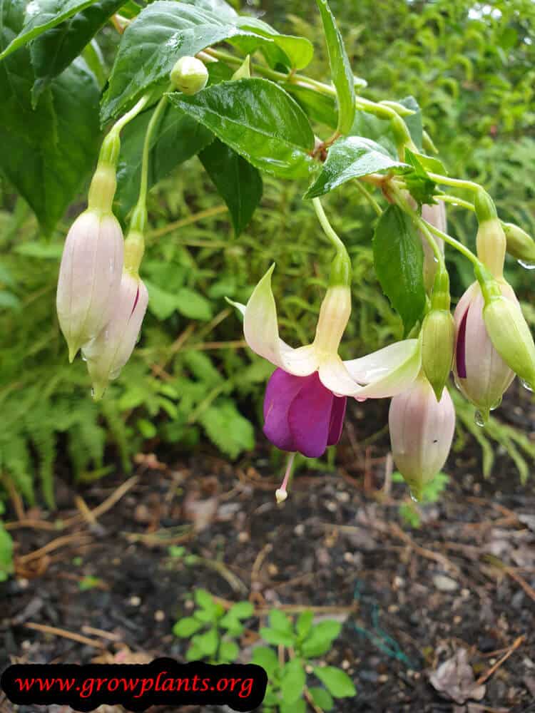 Fuchsia rose de castille