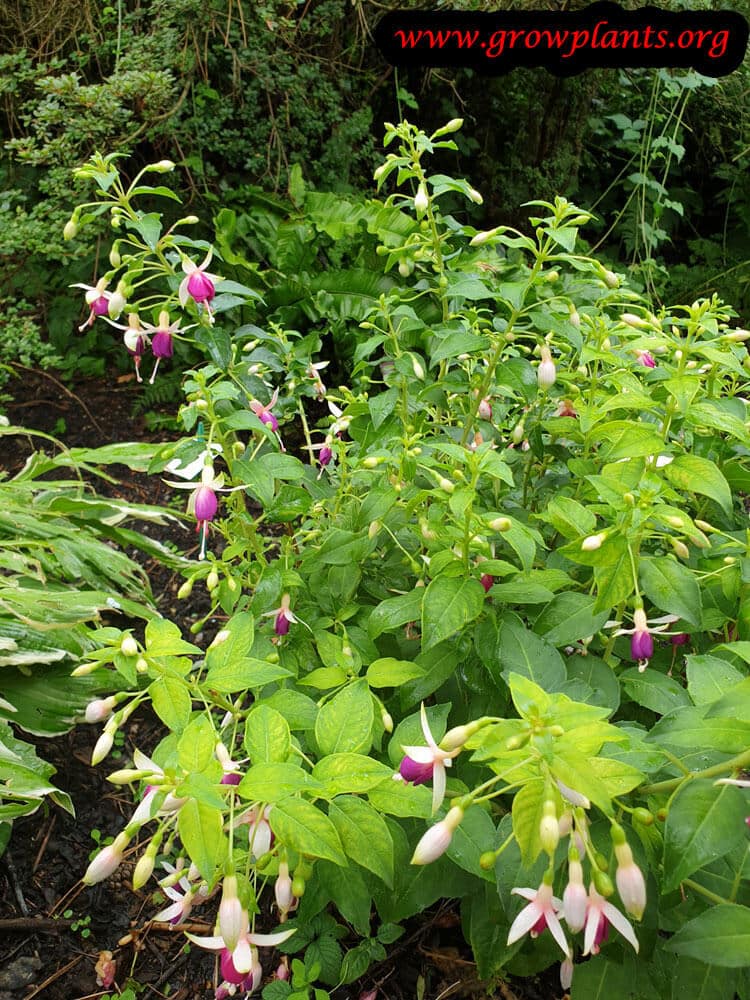 Fuchsia rose de castille plant
