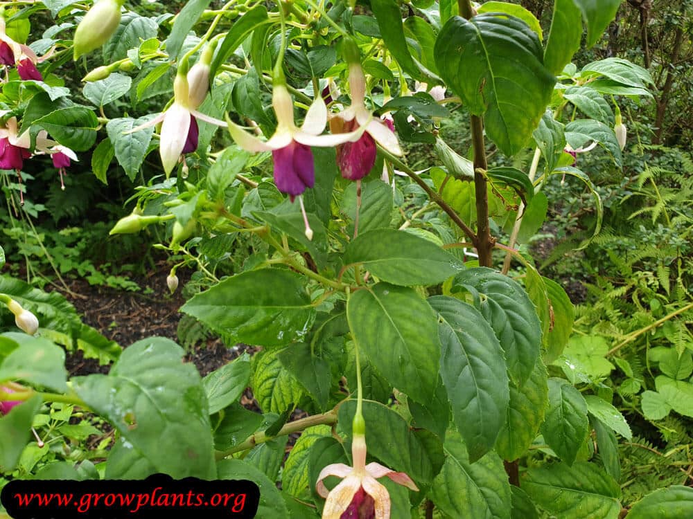 Growing Fuchsia rose de castille plant