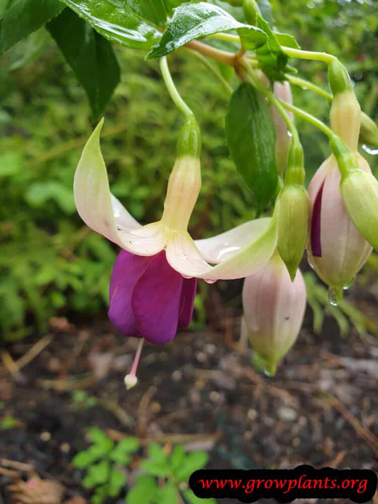 Fuchsia rose de castille flower