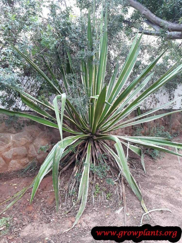 Furcraea selloa