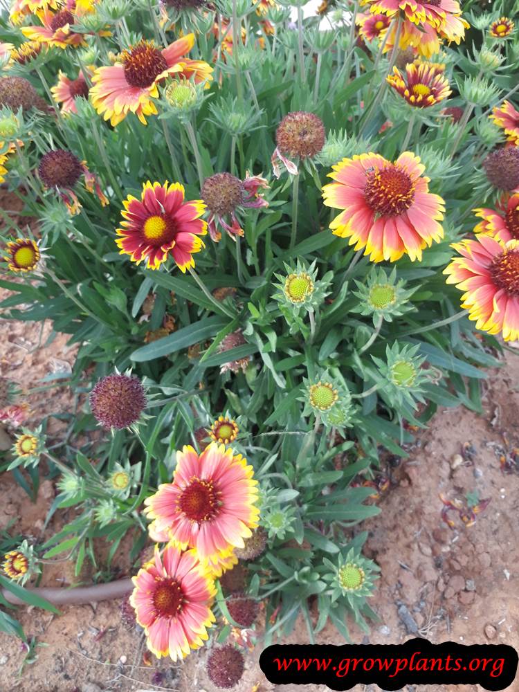 Gaillardia - How to grow & care
