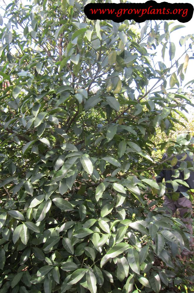 Garcinia intermedia