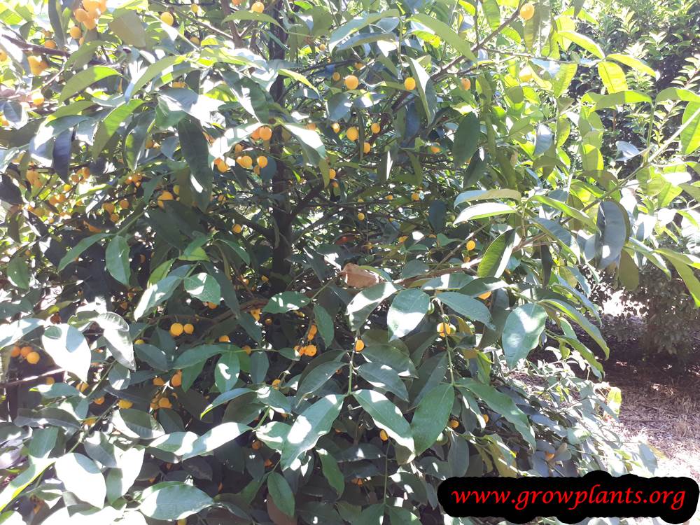Garcinia intermedia plant care