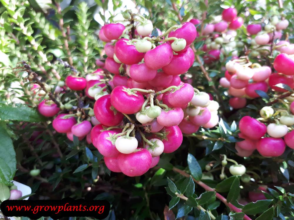 Gaultheria mucronata pink fruits