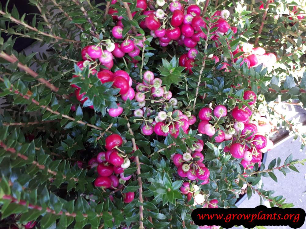 Gaultheria mucronata fruits