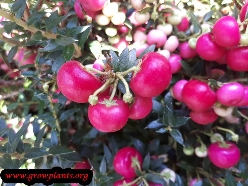 Gaultheria mucronata edible fruits