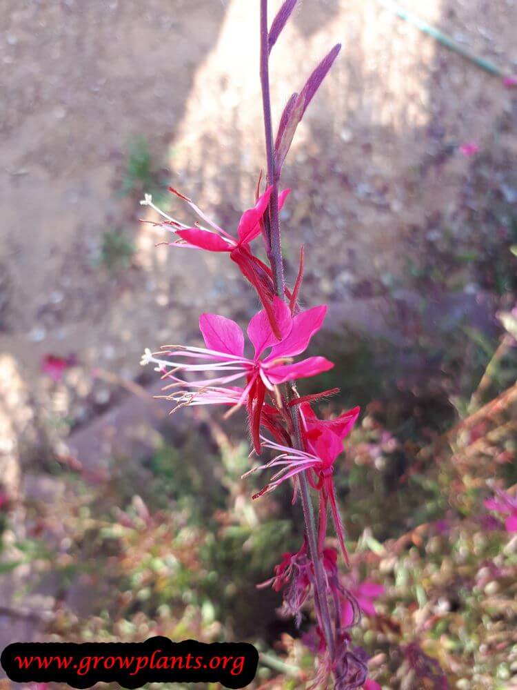 Gaura magenta flower