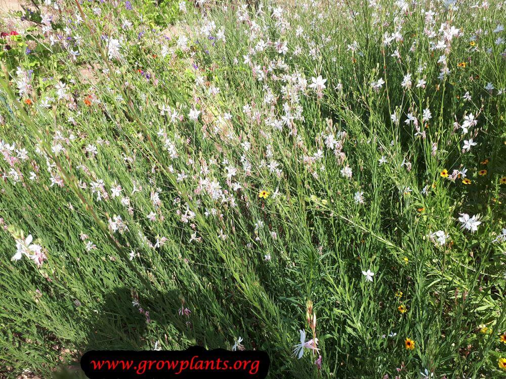 Gaura
