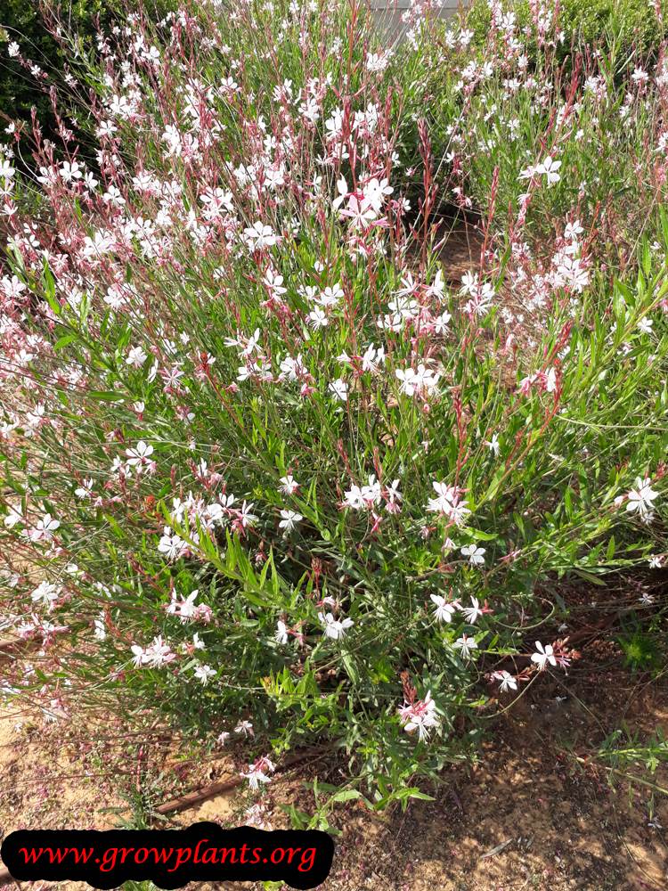 Gaura lindheimeri white flowers