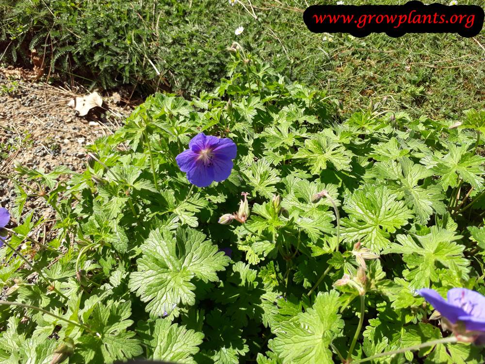 Geranium himalayense